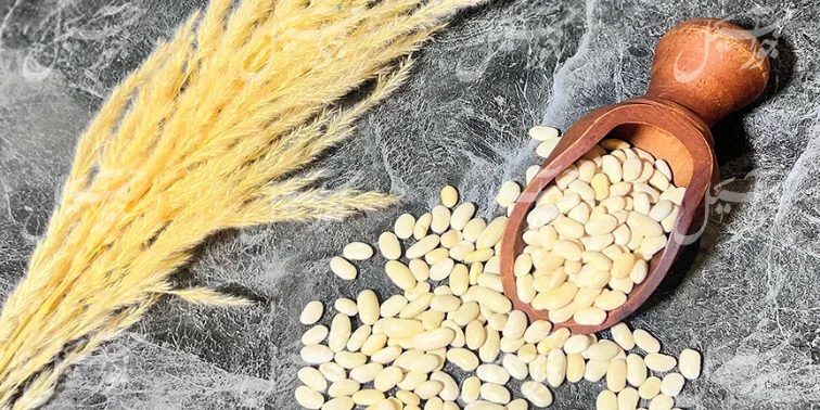 لوبیا سفید؛ منبعی غنی از پروتئین و فیبر